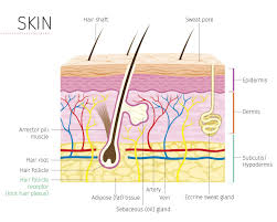 opleiding huidtherapie